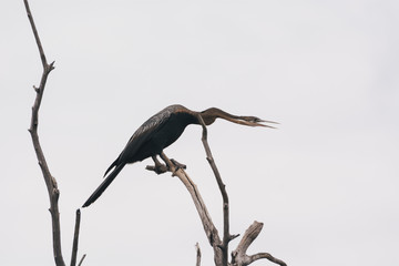 Heron on branch in Botswana, Africa