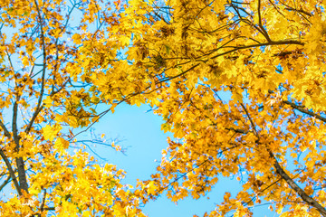 Colorful yellow autumn leaves of a maple against the backdrop of a clear blue sky