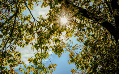 Colorful yellow autumn leaves of a maple against the backdrop of a clear blue sky