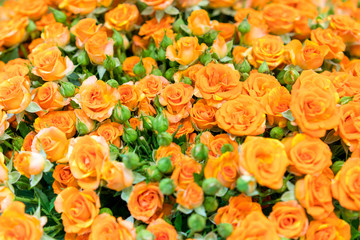 Fresh orange roses. background. Natural background of fresh roses. Soft focus