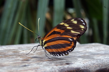 SONY DSC