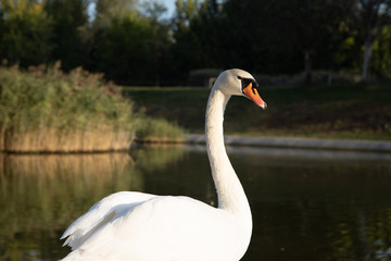 white swans on pond shore in Zaragoza city