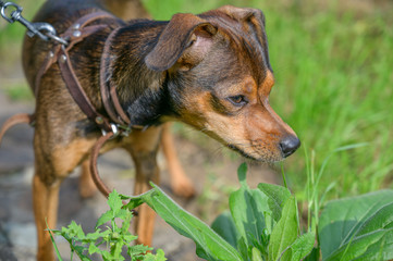 Miniature pinscher puppy sneaking through the grass.
