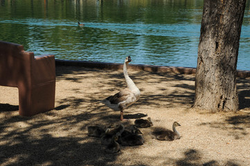 Sunset Regional Park, Las Vegas, NV.