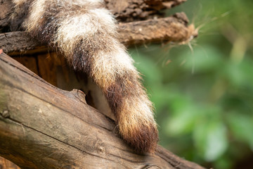 Close up tail of a raccoon
