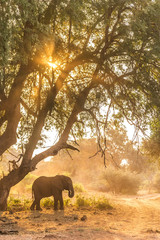 Fototapeta na wymiar Baby elephant in the dust at sunset