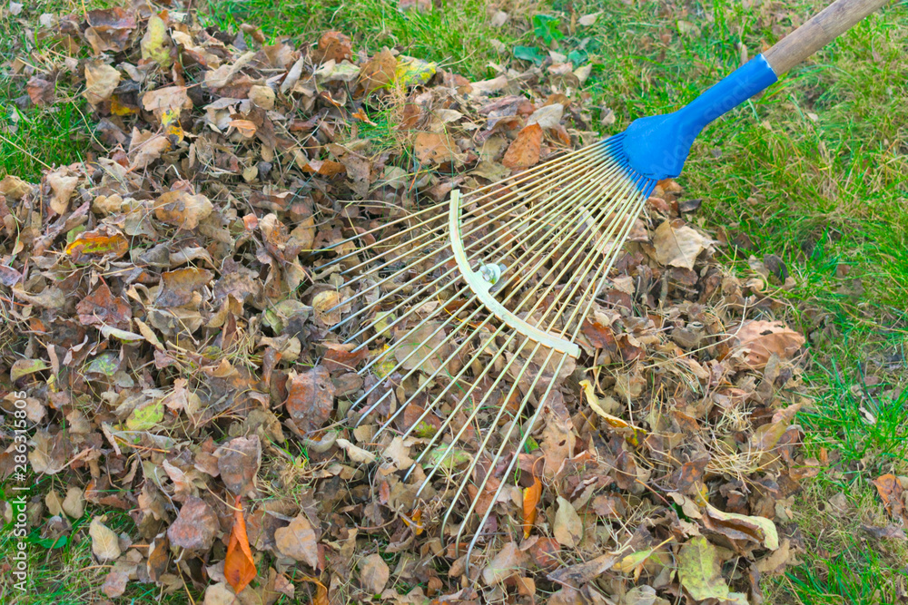 Wall mural harvesting leaves in the garden. autumn work in the backyard.