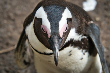 Penguin in South Africa