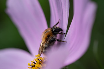 A bee full of pollen on a flower