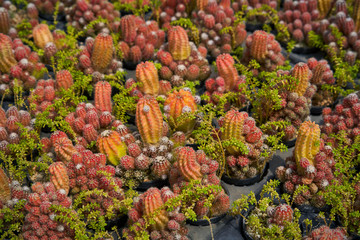 farm of colorful of small cantus with red orange green colour