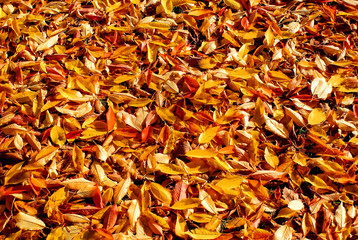 Herbstlaub