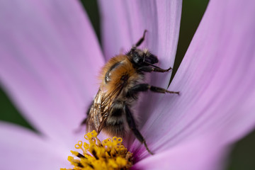 A bee full of pollen on a flower