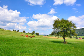 Rural composition in summer. Cows grazing on green meadow in Low Beskids (Beskid Niski), Poland