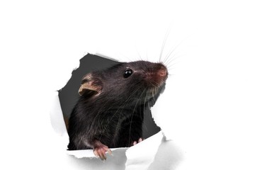 Mouse Breaking Through a Paper Wall