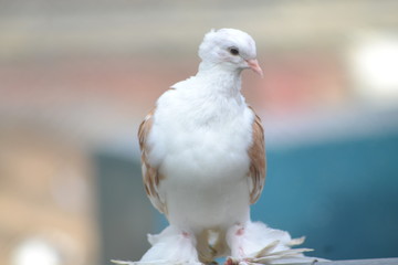 white dove on a branch
