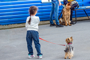 Dog show. Events on the sidelines. Whose leash is stronger.