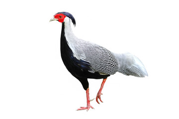 Silver pheasant bird isolated on white background