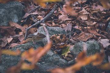 Chipmunk