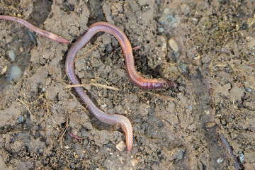 An earthworm crawls over and under the earth in the garden