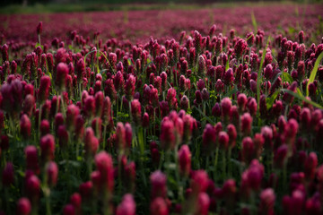 赤い花の絨毯