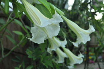 Obraz premium Blooming Brugmansia in the garden