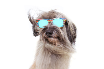 Furry summer sheepdog wearing colorful sunglasses with hair blowing