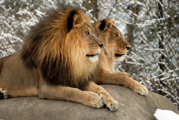 Lions