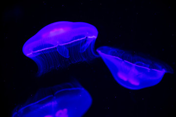 海月