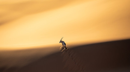 Naklejka na ściany i meble Solitary oryx standing on a sand dune in Sossusvlei desert during sunset on the edge of shadowy and light sand. Sossusvlei, Namibia.