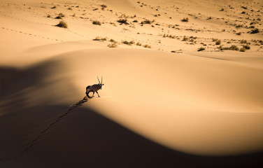 Fototapeta na wymiar Solitary oryx standing on a sand dune in Sossusvlei desert during sunset on the edge of shadowy and light sand. Sossusvlei, Namibia.