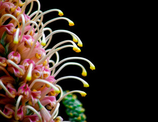 grevillea flower on black background