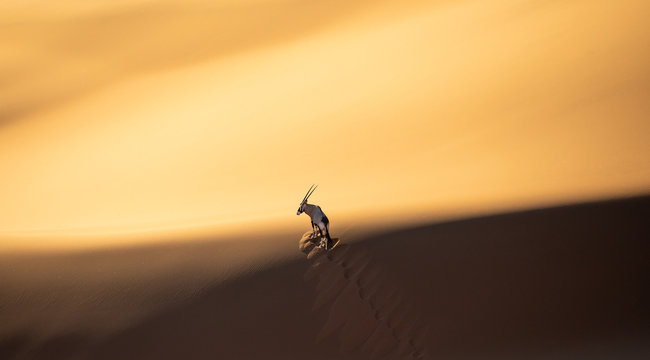 Solitary oryx standing on a sand dune in Sossusvlei desert during sunset on the edge of shadowy and light sand. Sossusvlei, Namibia.