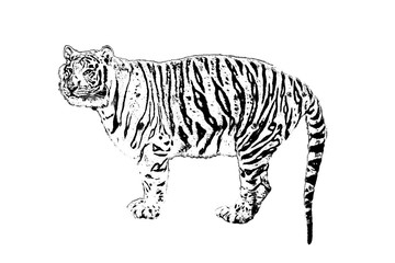 Drawing graphic silhouette of a black tiger on a white background