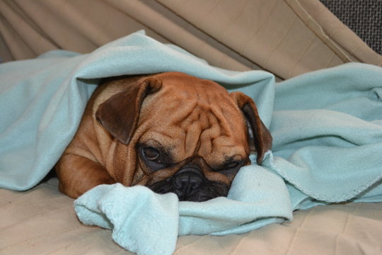 Buldog francuski