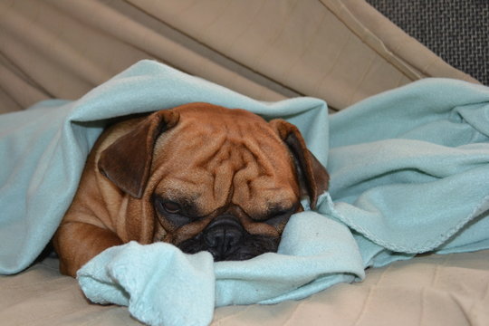 Buldog