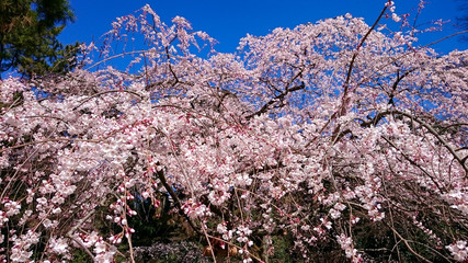 京都御苑近衛邸跡の糸桜
