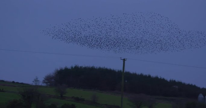 Large Starling murmuration over farmland