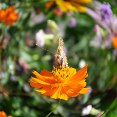View of a butterfly foraging a flower