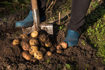 Digging up potatoes with shovel from soil