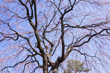 本満寺の咲き始めの枝垂れ桜