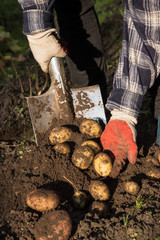 Digging up dirty potatoes harvest. Soil, grown