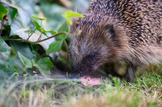 Igel
