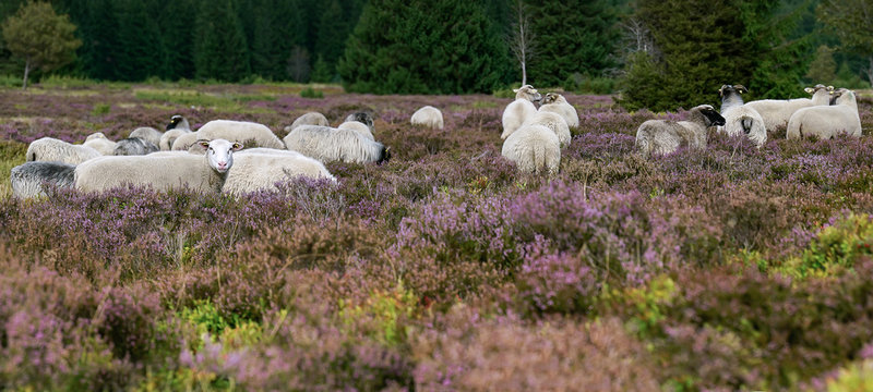 Grazing Sheep (Bentheimer sheep - Ovis aries) in the Niedersfelder Hochheide. They eat the grasses and get space for the heather plants. Panorama, sheep is looking at the camera