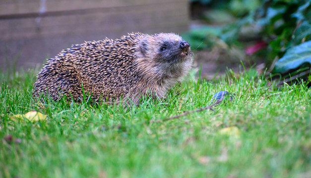 Igel