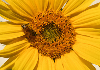 Sonnenblumenblüte und Biene