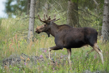 Naklejka na ściany i meble Mammal - bull moose (Alces)