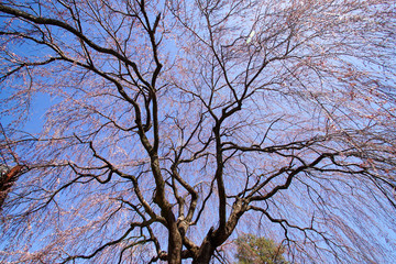 本満寺の咲き始めの枝垂れ桜