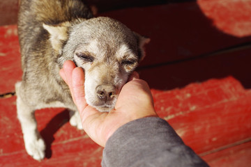 Sad dog and female hand patting dog head. Love between dog and human