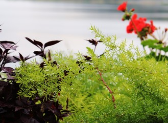 dew drops on asparagus