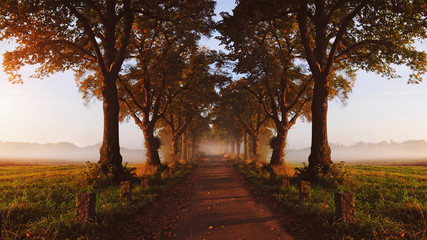 Fototapeta na wymiar beautiful autumnal avenue in the fog and sun